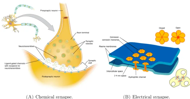 Figure 3.1. Schematic of two types of synapses. Images from the pub- pub-lic domain, downloaded from (A) http://upload.wikimedia.org/wikipedia/