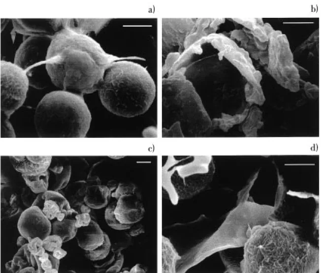 Figure 3. Scanning electron micrographs of Haematococcus pluvialis (× 2000), bar size 10 µm: (a) control (intact) cells, (b) mechanical disrupted cells, (c) spray-dried cells, and (d) cells autoclaved.