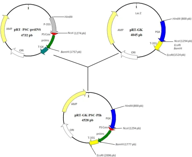 Figura  1:  Representação  esquemática  da  construção  do  plasmídeo  pRT-GK-PSC-PIh  (4.528  pb)