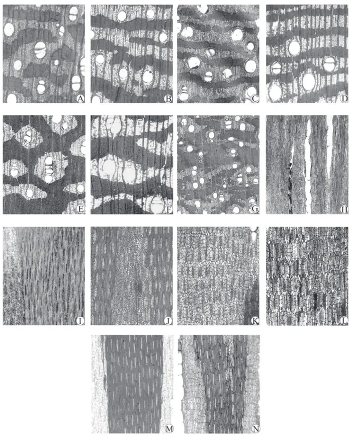 Figura 1 - seção transversal macroscópica (30x), evidenciando diferentes disposições de poros, tipos de parênquima axial e obstruções.