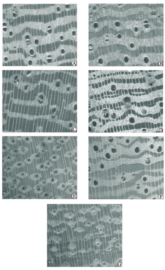 Figura 2 -  A-G: seção transversal (55x), evidenciando poros/vasos e aprênquima axial; H-N: seção tangencial (55x), evidenciando raios,