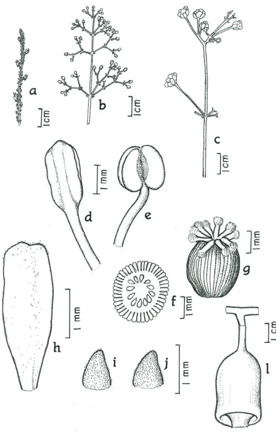 Figura 2. a) inflorescência de Lacunaria spruceana; b) inflorescência de L. macrostachya; c) inflorescência de L