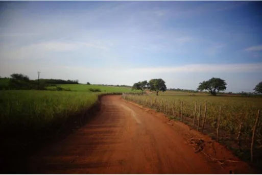 Foto 1- Plantio de cana de açúcar e abacaxi em áreas de Assentamento Rural da  Reforma Agrária- Assentamento Boa Vista- Sapé (PB) 