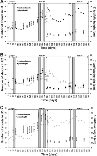Fig. 1. Variation in number of shoots and height of T. latifolia in the pilot units during the system operation