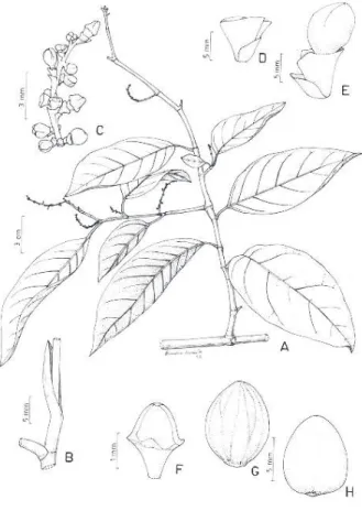 Figura 11 - Coccoloba gentryi. A - Ramo fértil (Gentry &amp; Dwyer 5545); B - Ramo com ócrea (Prance 15757); C - Detalhe da inflorescência; D - Bráctea e ocréola; E - Botão; F - Perianto frutífero jovem (CF Prance 15757); G  Perianto frutífero imaturo; H  