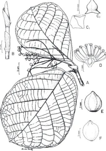 Figura 12 - Coccoloba latifolia. A - Ramo fértil (Porteau s.n.); B - -Ramo com ócrea (Black 16258); C1 - Bráctea e ocréola; C2 - Bráctea isolada; D - Flor andrógina (C-D Curran 36); E - Perianto frutífero; F - Pericarpo (E-F Halick 3109A).