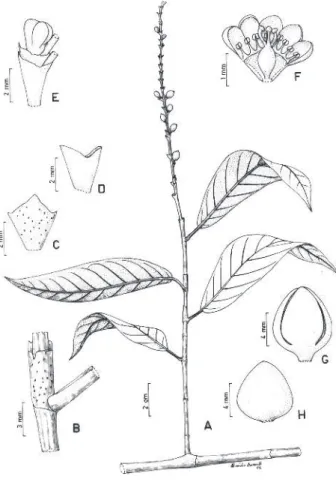Figura 1 - Coccoloba acuminata. A - Ramo fértil (Prance et al. 2910); B  Ramo com ócrea (Solomon 10871); C  Bráctea; D  Ocréola; E  Botão floral; F  Flor pistilada (CF Prance 2910); G  -Perianto frutífero; H - Pericarpo (G-H Steyermark 91827).