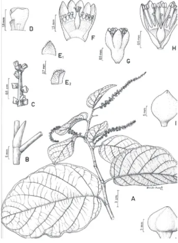 Figura 3 - Coccoloba ascendens. A - Ramo fértil (Gardner 3966); B  Ramo com ócrea (Silva 170); C  Ápice da inflorescência; D  -Bráctea e ocréola; E1 - -Bráctea, vista frontal; E2 - -Bráctea, vista lateral (C-E Cavalcanti 953); F - Flor pistilada aberta  (F