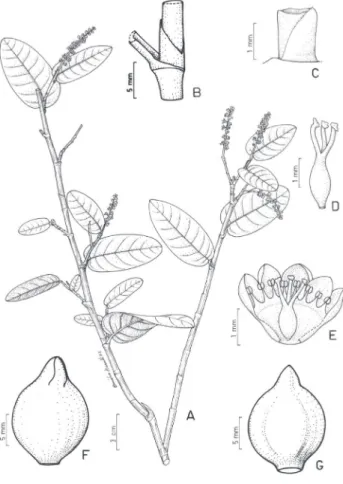 Figura 4 - Coccoloba brasiliensis. A - Ramo fértil (Schomburgk 640); B - Ramo com ócrea (Harley 28299); C - Bráctea e ocréola; D - Gineceu isolado; E - Flor pistilada (C-E Machado &amp; Violati 349); F - Perianto frutífero; G - Pericarpo (F-G Hofmann 3106)