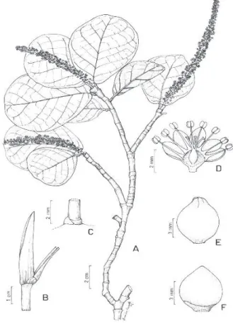 Figura 5 - Coccoloba charitostachya. A. Ramo fértil (Cid Ferreira 9201); B. Ramo com ócrea (Berg et al