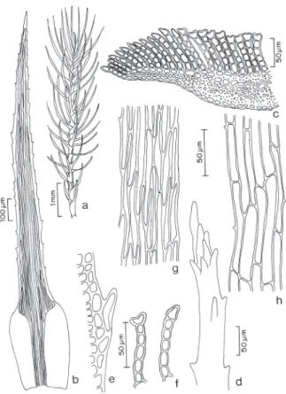Figura 1 - Polytrichum brachymitrium C. Muell. a. Aspecto geral