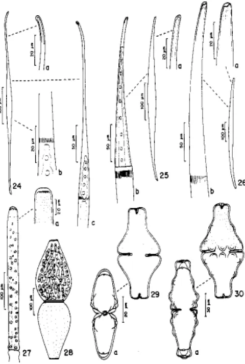 Figura  24 - Closterium kuetzingii var. kuetzingii; a: ápice celular; b: estrias; c: semicélula