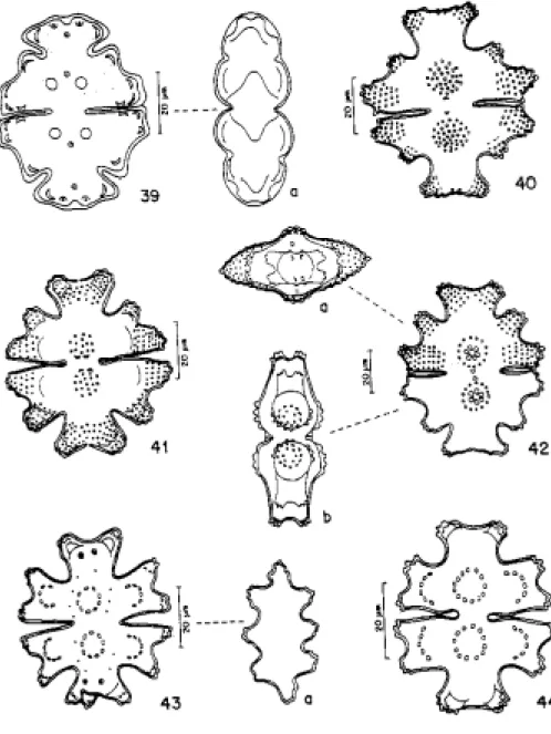 Figura  39.  Euastrum subintegrum var. brasiliense; a: vista lateral. Fig. 40-42. E. verrucosum var.; a: vista apical; b: vista lateral