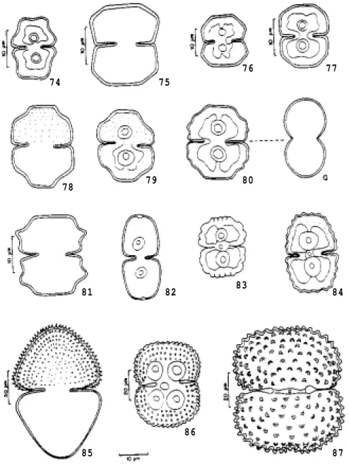 Figura  74. Cosmarium sublobatum var. brasiliense. Fig. 75-77. C. rectangulare var. hexagonum