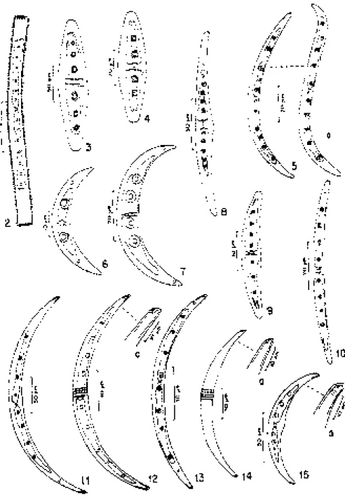 Figura  2 -  Gonatozygon pilosum var. pilosum. Fig. 3. Closterium closterioides var. closterioides