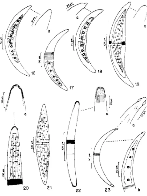 Figura 16-17 -  Closterium moniliferum var. moniliferum; a: ápice celular. Fig. 18. C