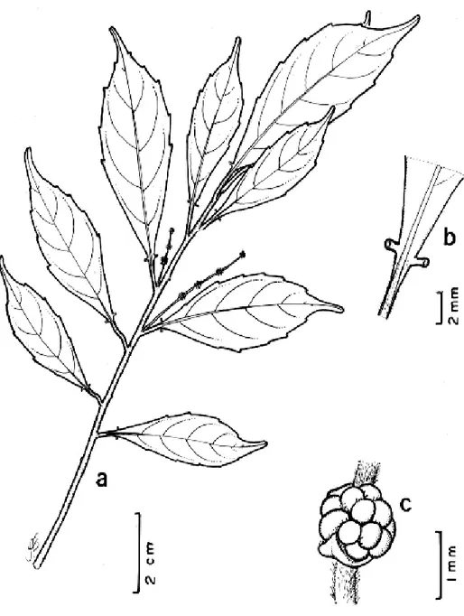 Figura 5 - Tetrorchidium parvulum Müll. Arg.  a. Ramo da planta; b. Base da folha com um par de glândulas