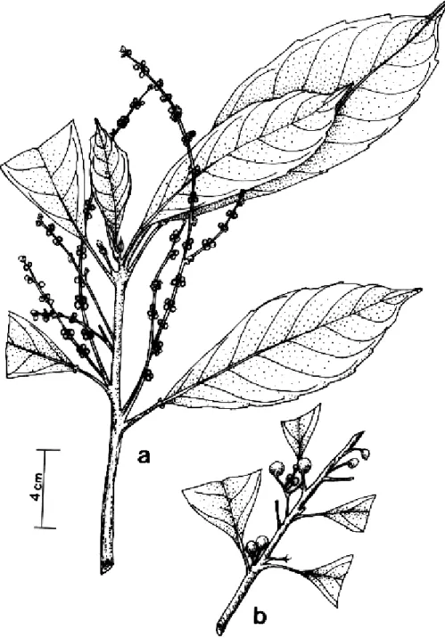 Figura 6. Tetrorchidium  macrophyllum Müll. Arg. a. Ramo da planta. b. Ramo com frutos jovens