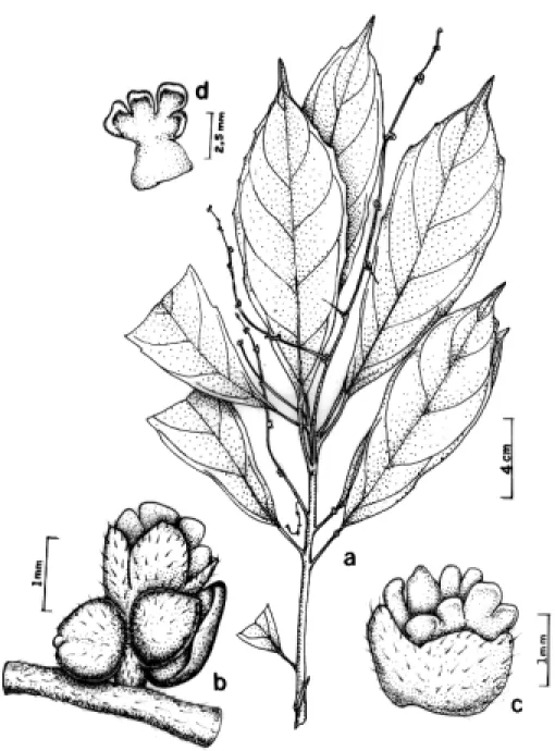 Figura  7 -    Tetrorchidium duckei Radd.-Smith &amp; Govaerts. a. Ramo da planta. b. Glomérulo com uma flor estaminada e dois botões, destacando-se uma glândula lateral