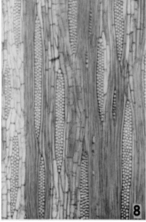 Figura 8 -  Duguetia cauliflora: corte tangencial