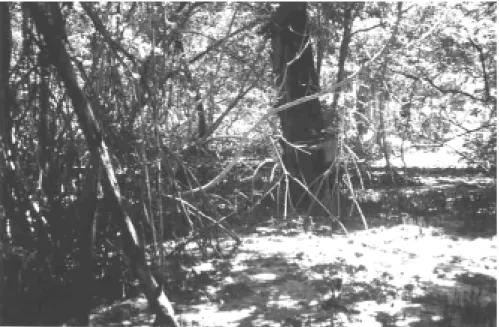 Figura 2  - Vista geral do manguezal. Área de Proteção Ambiental Jabotitiua-Jatium, município