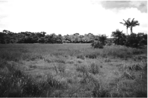Figura 3  - Vista geral dos campos naturais. Área de Proteção Ambiental Jabotitiua-Jatium,