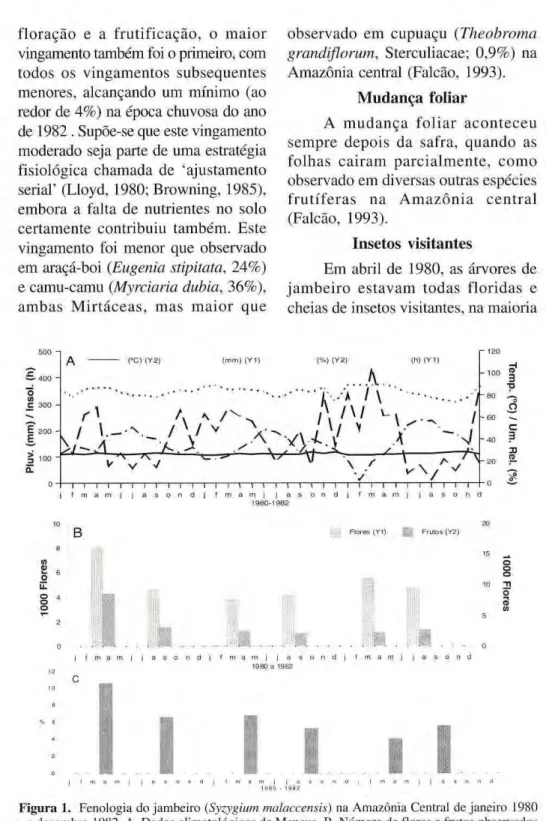 Figura 1. Fenologia do jambeiro (Syzygium malaccensis) na Amazônia Central de janeiro 1980 