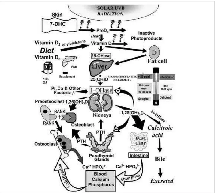 Figura 2. Metabolismo da Vitamina D. 