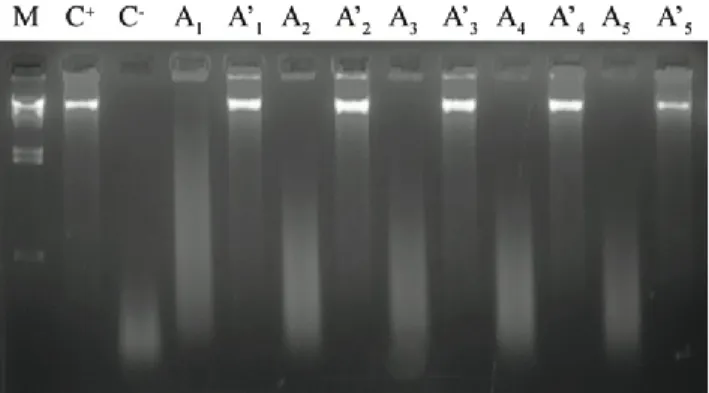 Figure 1. Agarose gel electrophoregram showing the damage induced to calf thimus DNA  by  Cu(II)-ascorbic  acid,  and  the  protective  effect  of  various  amounts  of  M2-1  extract:   