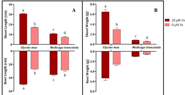 Figure 4.1 - Shoot and root length (A) and weight (B) of G. max and M. truncatula grown hydroponically in Fe- Fe-sufficient  (●)  and  Fe-deficient  (●)  conditions