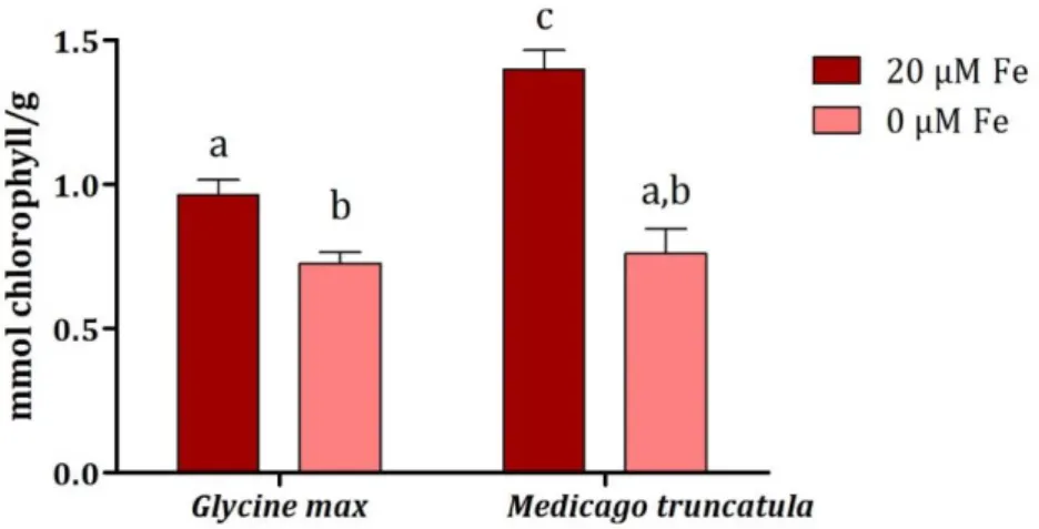 Figure 4.4 - Chlorophyll concentration of G. max and M. truncatula grown hydroponically in Fe-sufficient (●)  and Fe-deficient (●) conditions