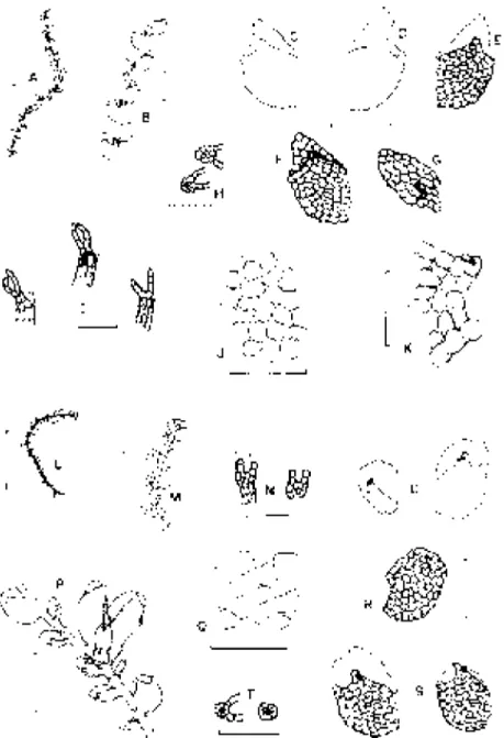 Figura 4. Microlejeunea acutifolia (A-K) A. hábito, vista ventral; B. hábito em detalhe; C, D,  E e F