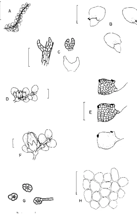 Figura 1. Lejeunea caespitosa (A-H) A. hábito, vista ventral; B. filídios; C. anfigastros; D
