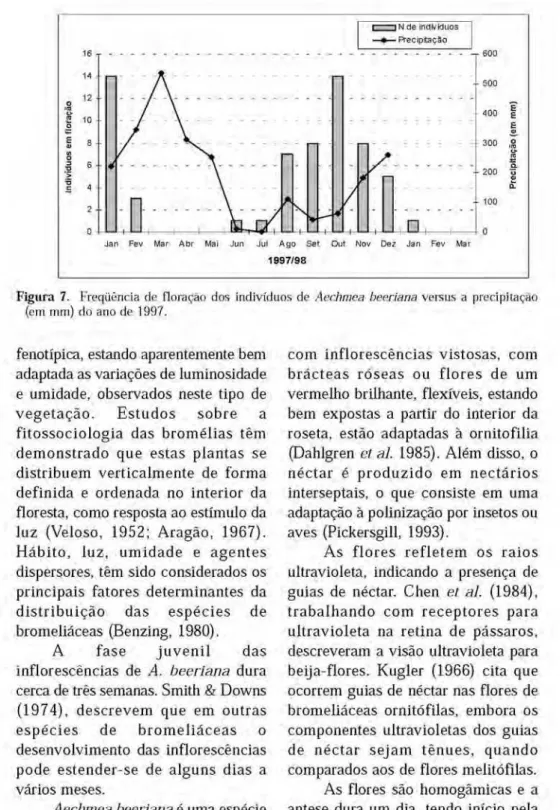 Figura 7. Freq٧ência de floração dos indivíduos de Aechmea beeriana versus a precipitação  (em mm) do ano de 1997