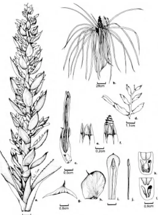 Figura 1. Aechmea beeriana: a. inflorescência; b.  h á b i t o ; c. corte longitudinal da flor;  d