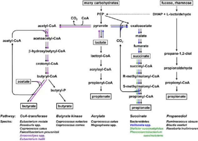 Figure 1.3. Example of the metabolic pathways of acetate, butyrate and propionate production