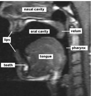 Figure  1  -  MR  midsagittal  image  (slice)  indicating  the vocal tracts structures (Ventura et al