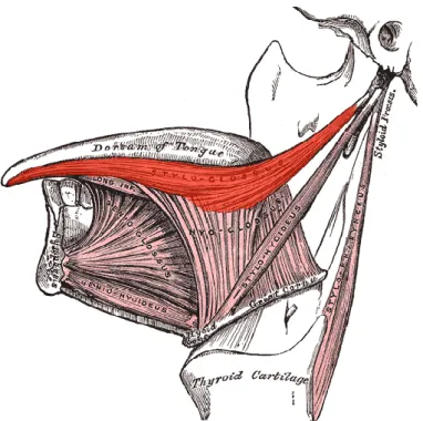 Figure  3  -  Tongues  attachments  and  neighboring  structures in a sagittal anatomical view (Gray (1918))