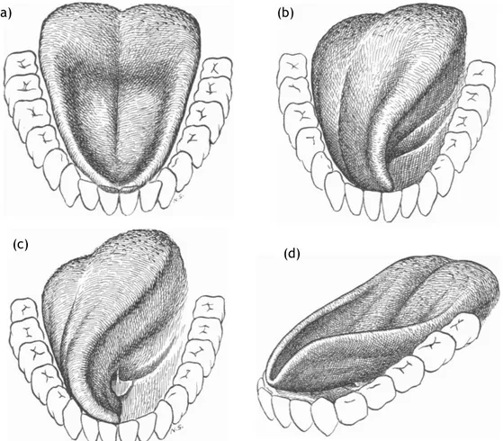 Figure  7  -  Abd-El-Malek  (1955)  illustration  of  the  preparatory  stage  of  mastication  (a),  throwing stage of mastication (b), guarding stage of mastication (c), initial stage of deglutition  (d)