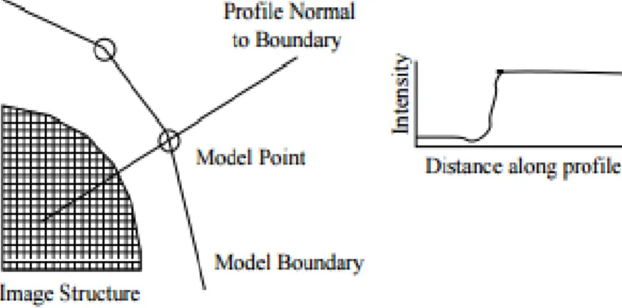 Figure 14 - The profile model takes upon the normals to the boundaries of the  shape, at a given landmark (Cootes &amp; Taylor., 2004)