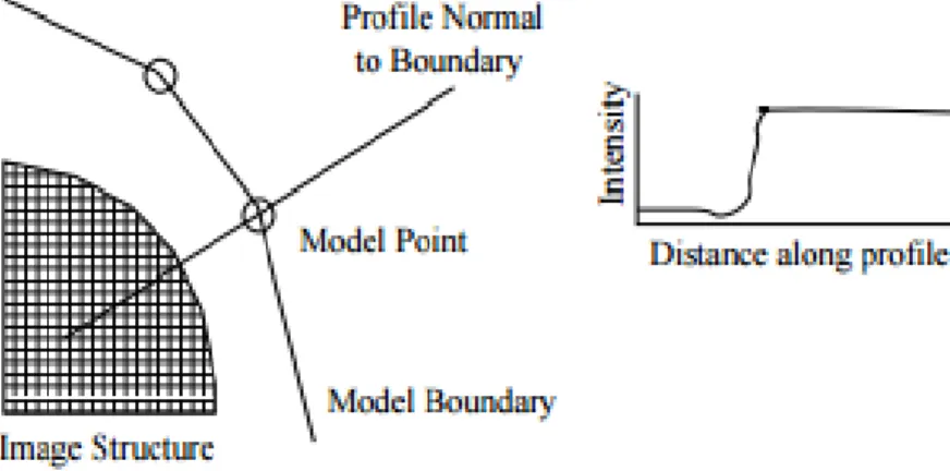 Figure 14 - The profile model takes upon the normals to the boundaries of the  shape, at a given landmark (Cootes &amp; Taylor., 2004)