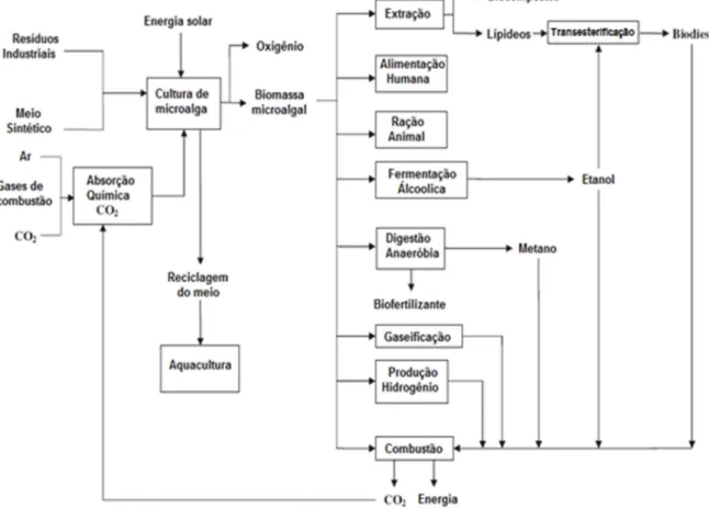 Figura 1.3 – Cadeia produtiva do biodiesel e de outros produtos de microalga. 