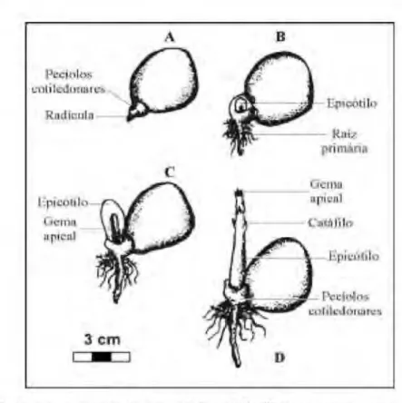 Figura 5. Processo germinativo das sementes de andiroba (Carapa guianensis e C. procera)