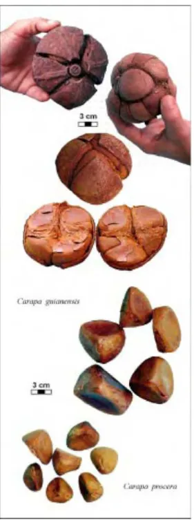 Figura 1. Frutos de Carapa guianensis possuem normalmente 4 valvas, e podem conter 1 a 4 
