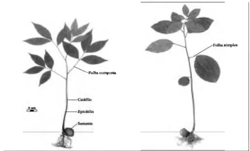 Figura 3. Plântulas de Carapa guianensis e C. procera. Plântulas herborizadas com cerca de 