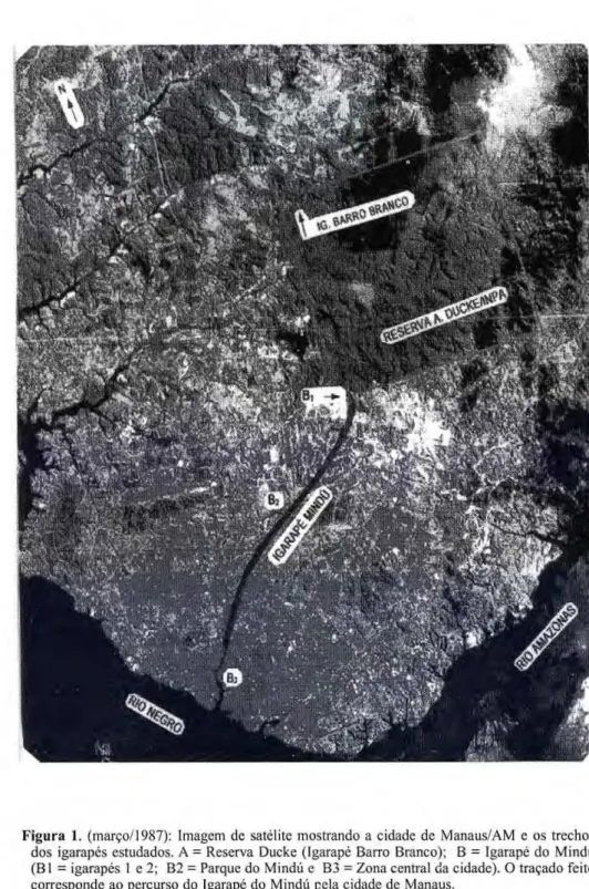 Figura I. zyxwvutsrqponmlkjihgfedcbaZYXWVUTSRQPONMLKJIHGFEDCBA  (março/1987): Imagem de satélite mostrando a cidade de Manaus/AM e os trechos  dos igarapés estudados. A = Reserva Ducke (Igarapé Barro Branco); Β  = Igarapé do Mindú  (B1 = igarapés 1 e 2; B2