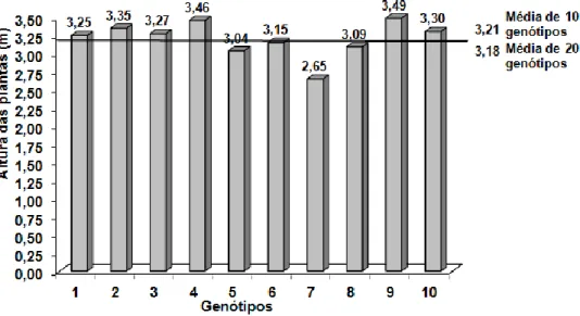 Figura 6 – Aspeto do desenvolvimento de plantas de sorgo sacarino no início de Agosto de 2012 na horta da  Mitra, região de Évora