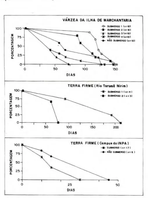 Figura 2. Sobrevivência de Rostrozetes foveolatus ao longo do tempo, em condições submersa  e não submersa na serapilheira da várzea da Ilha de Marchantaria (abril de 1992, período  submerso), das florestas secundárias de terra­firme nas adjacências do Rio