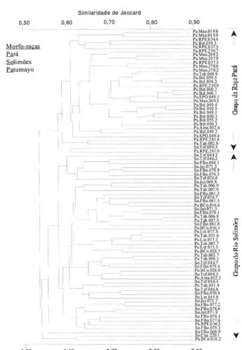 Figura 2. Dendrograma das relações entre plantas de pupunha zyxwvutsrqponmlkjihgfedcbaZYXWVUTSRQPONMLKJIHGFEDCBA  (Bactris gasipaes) com base na  similaridade de Jaccard estimado da matriz binaria de 80 marcadores RAPDs. Chave: 