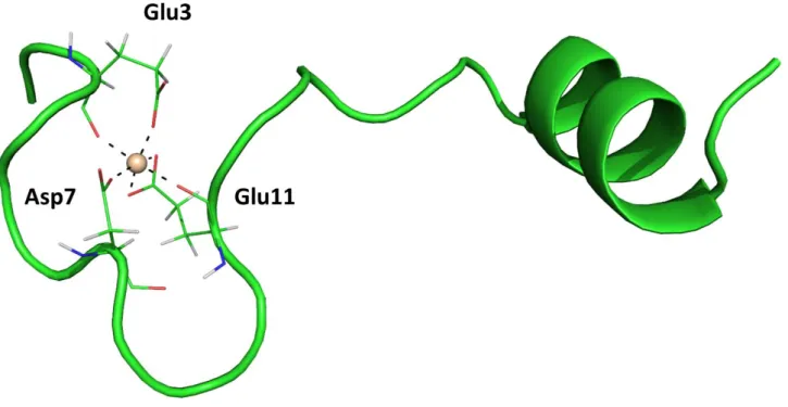Fig. 1.8. Proposed structure for the most stable 1:1 Al(III)- β-amyloid complex. Created with data from ref